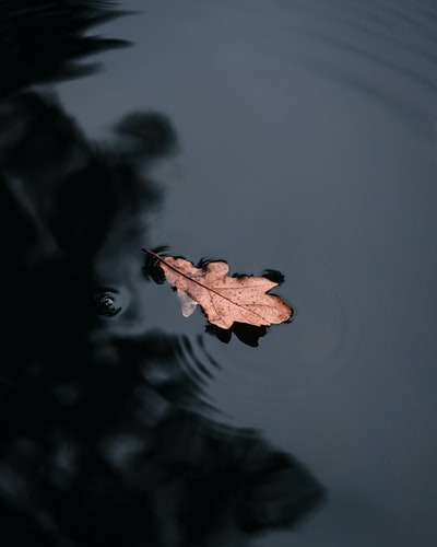 水上的棕色枫叶